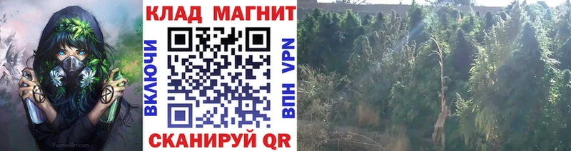 Сколько стоит Можга АМФЕТАМИН  Меф  гидра   Псилоцибиновые грибы  КОКАИН  ГАШ  APVP 